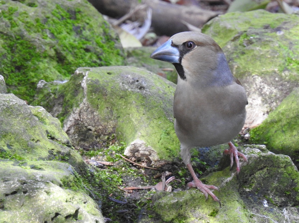 Hawfinch - ML616244930