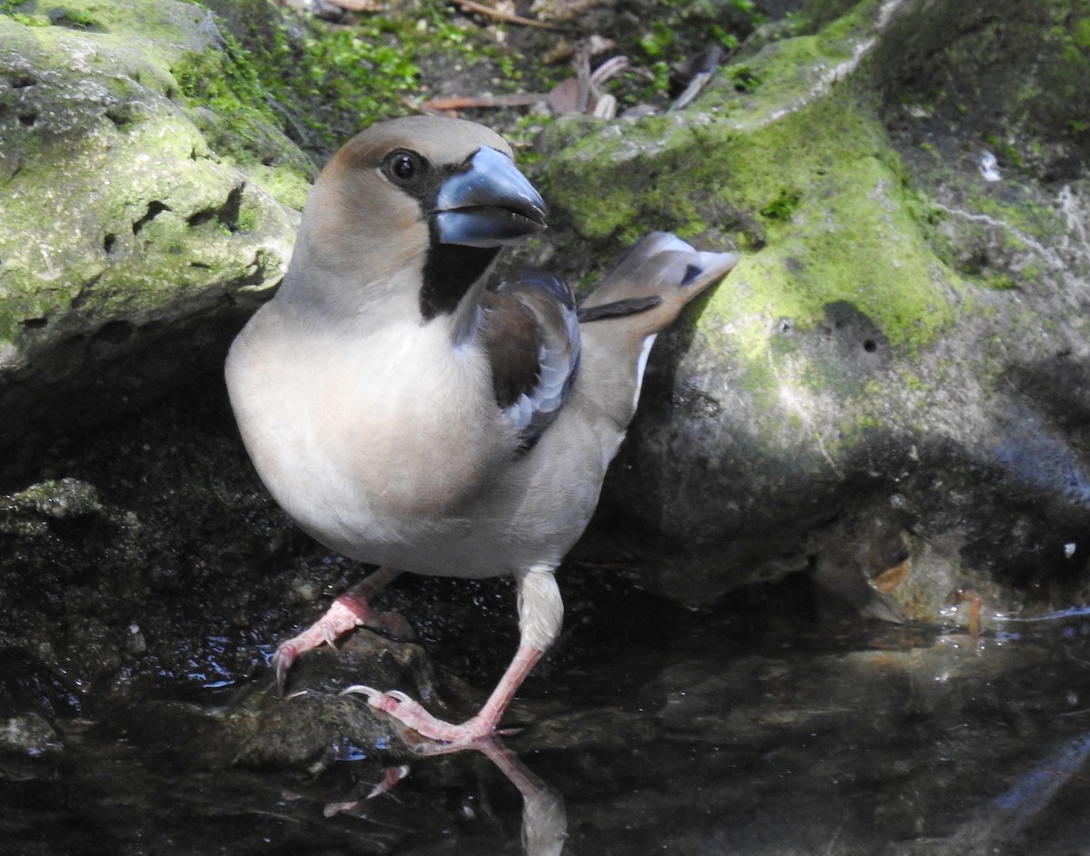 Hawfinch - Andrés Alfaro