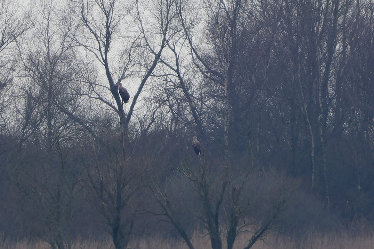 White-tailed Eagle - ML616244963