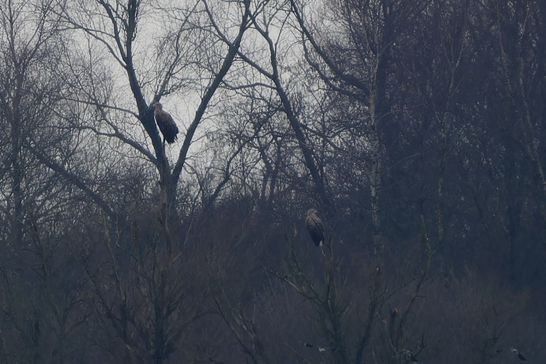 White-tailed Eagle - ML616244964