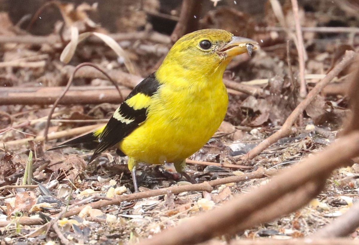 Western Tanager - ML616244990