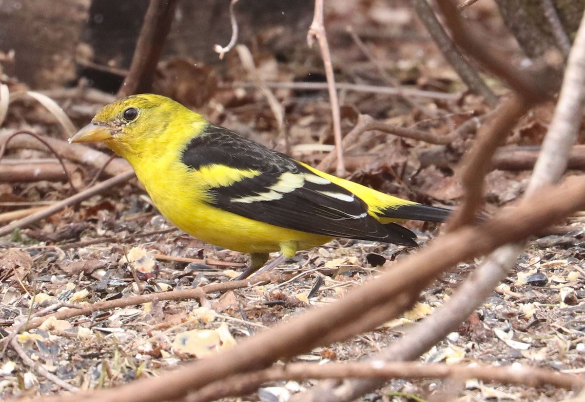 Western Tanager - ML616244991