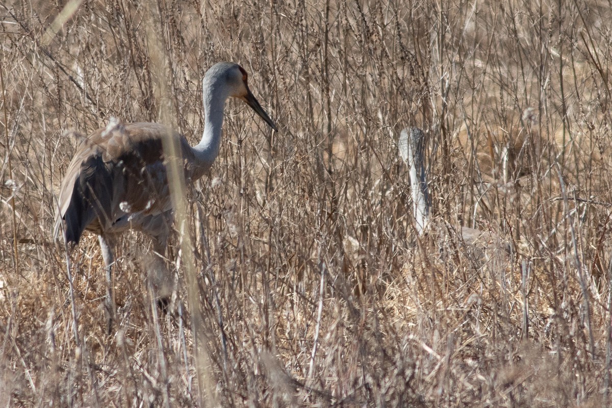 Sandhill Crane - ML616244995