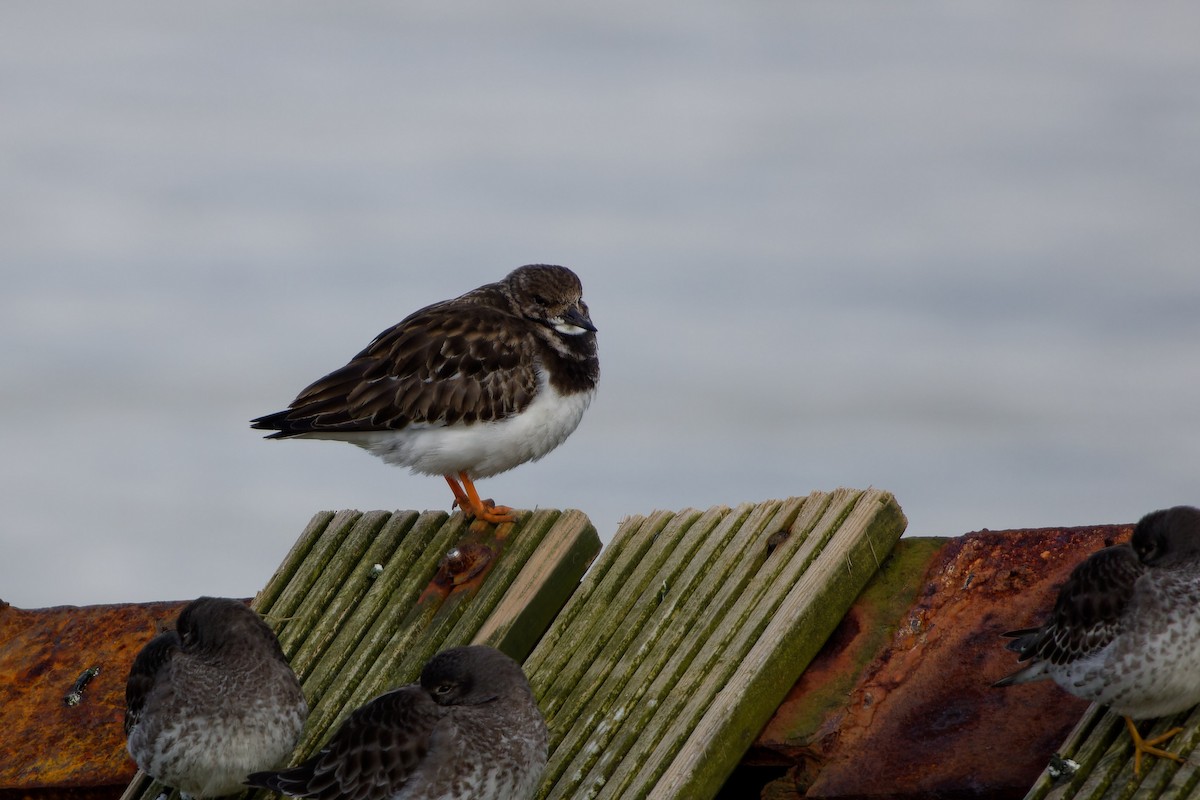 Ruddy Turnstone - ML616245028