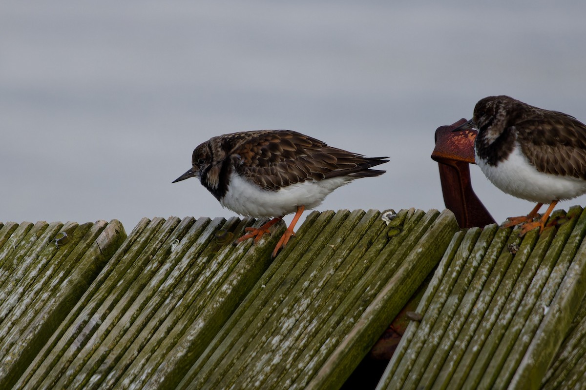 Ruddy Turnstone - ML616245029