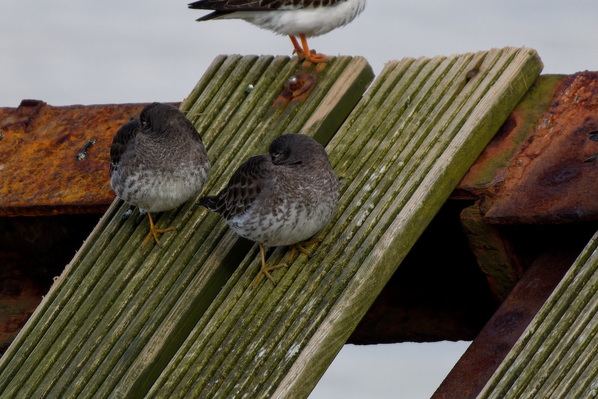 Purple Sandpiper - ML616245030