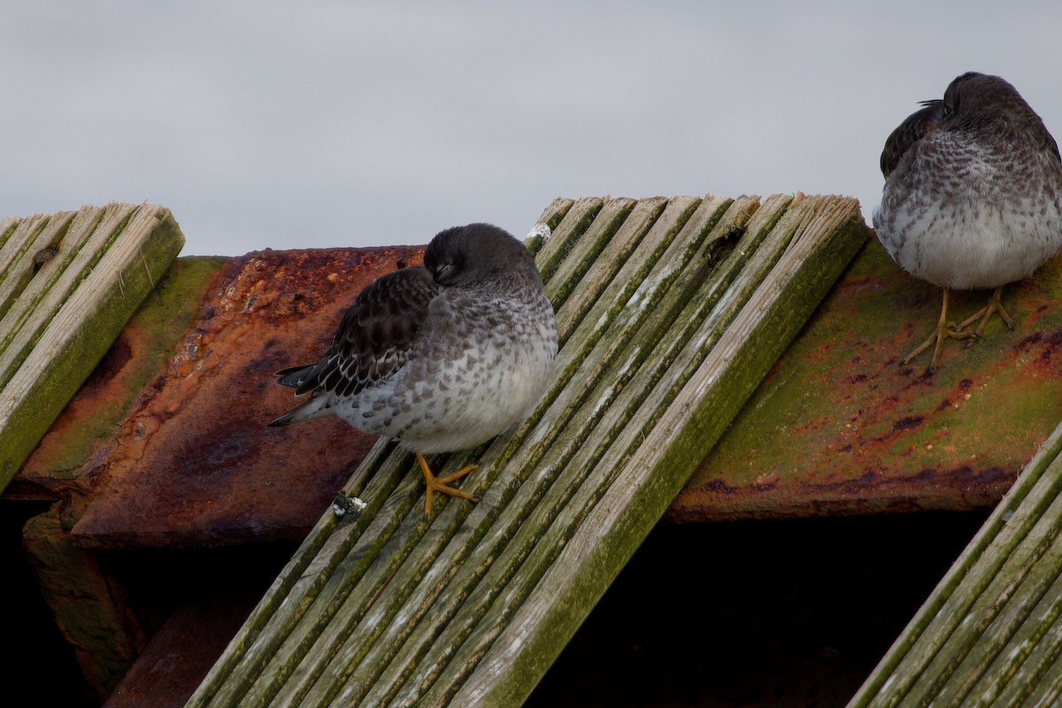 Purple Sandpiper - ML616245032