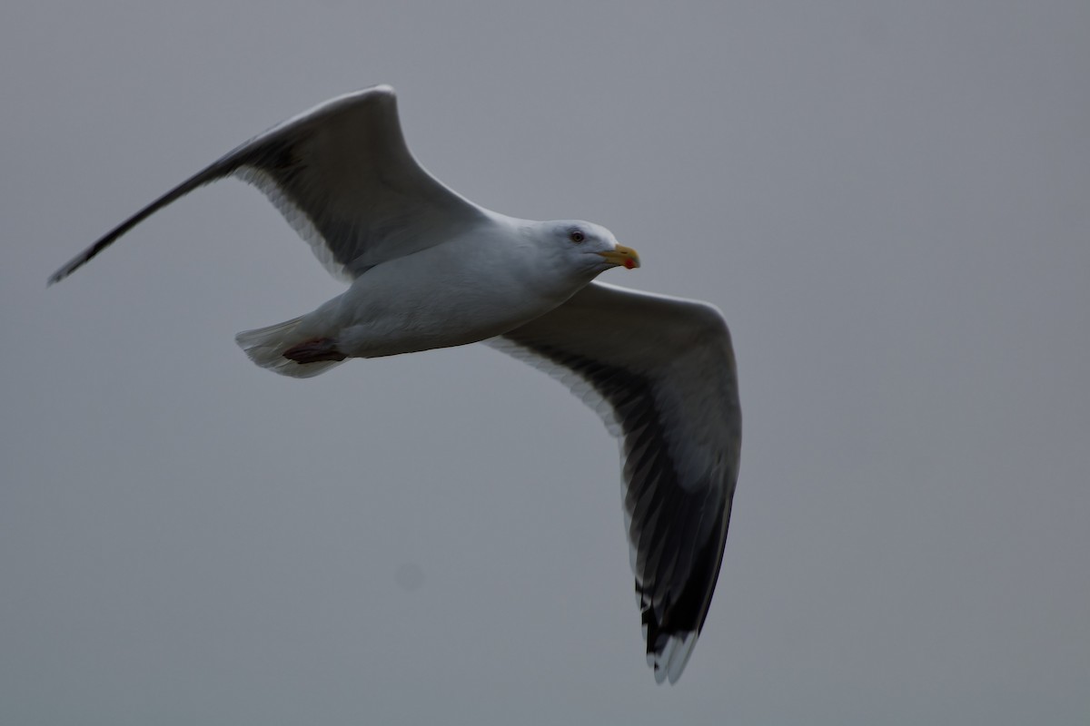 Great Black-backed Gull - ML616245033