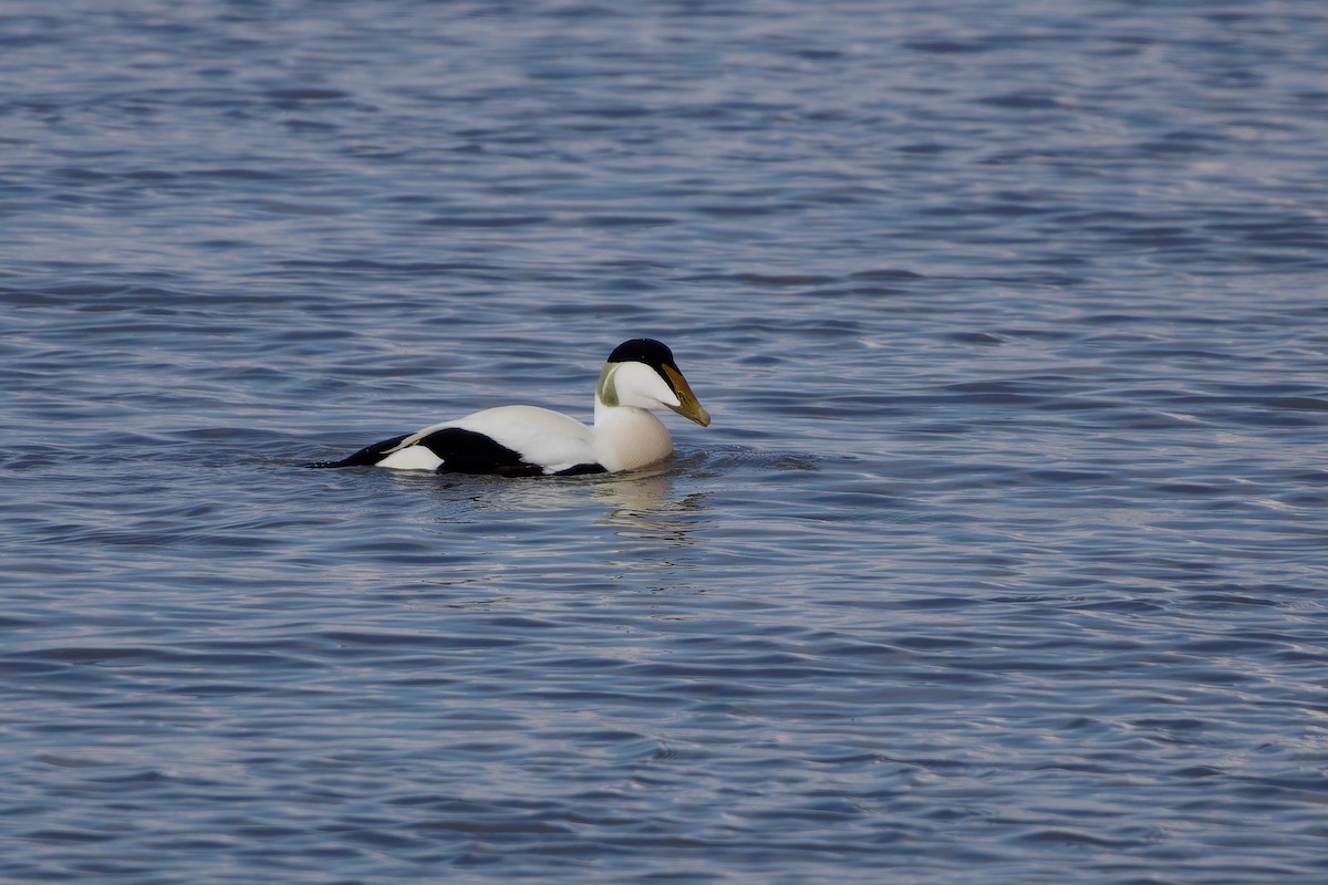 Common Eider - ML616245034