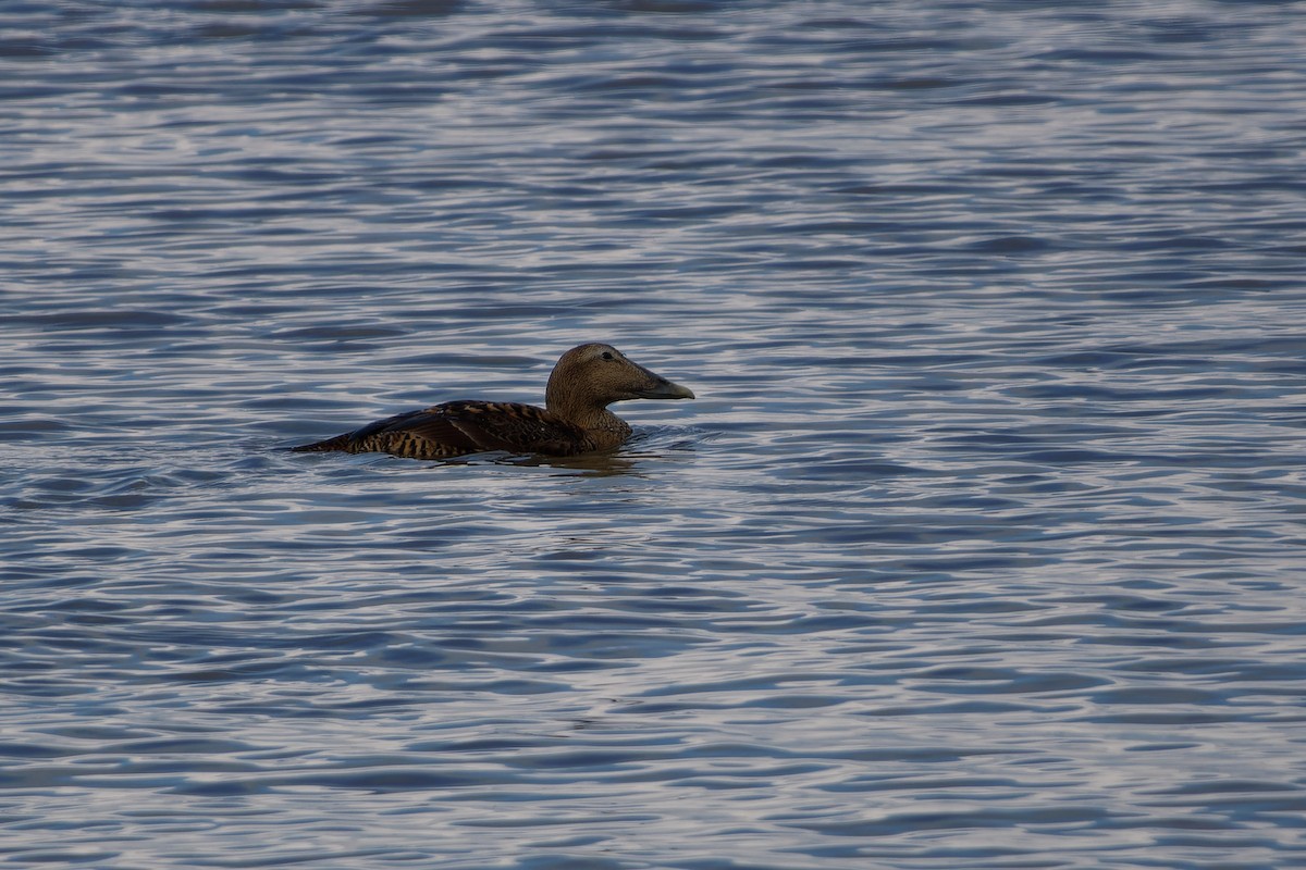 Common Eider - ML616245036