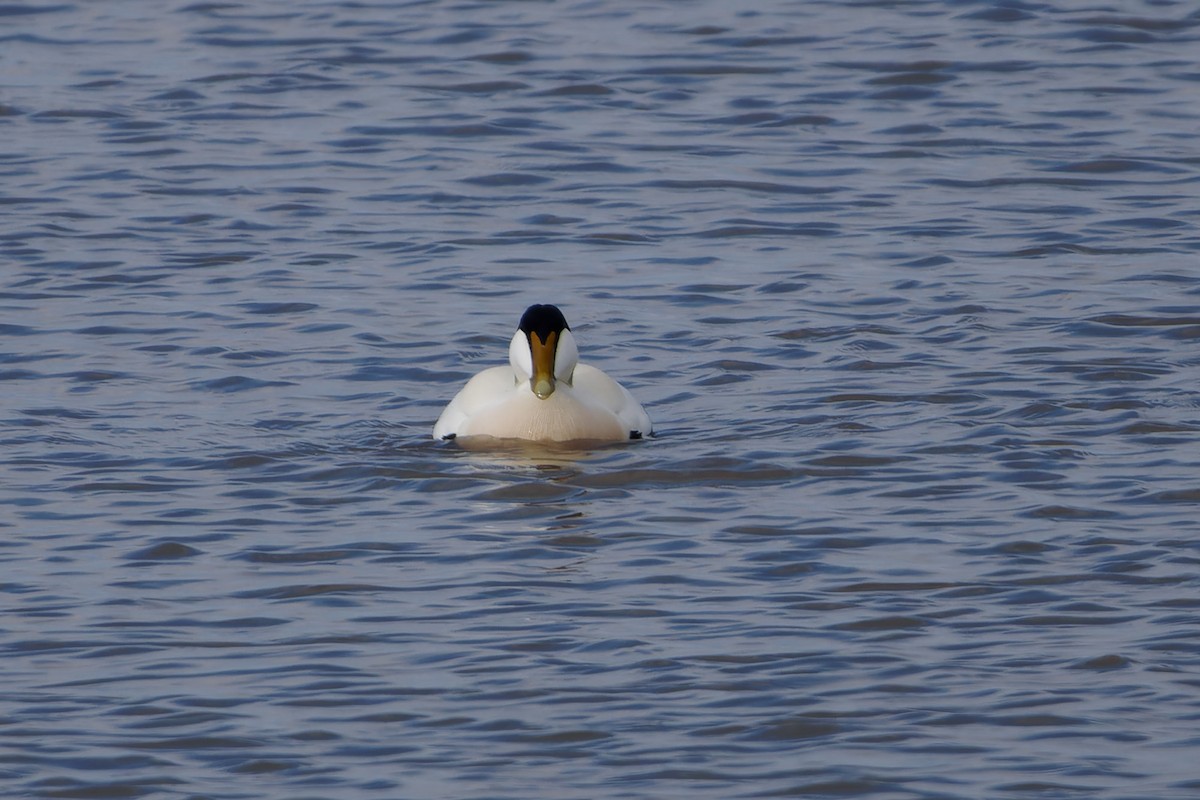 Common Eider - ML616245037