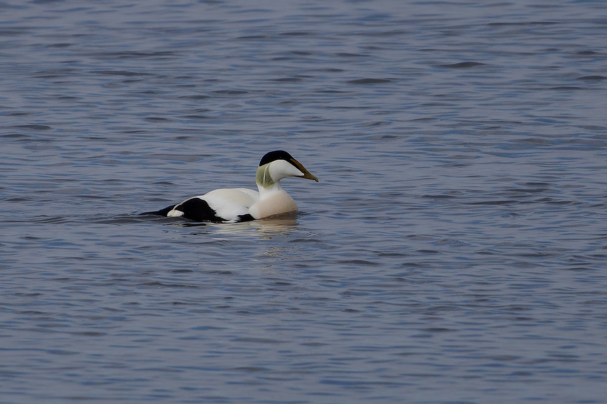 Common Eider - ML616245038