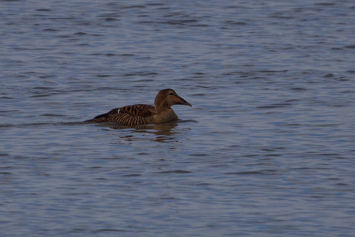 Common Eider - ML616245040