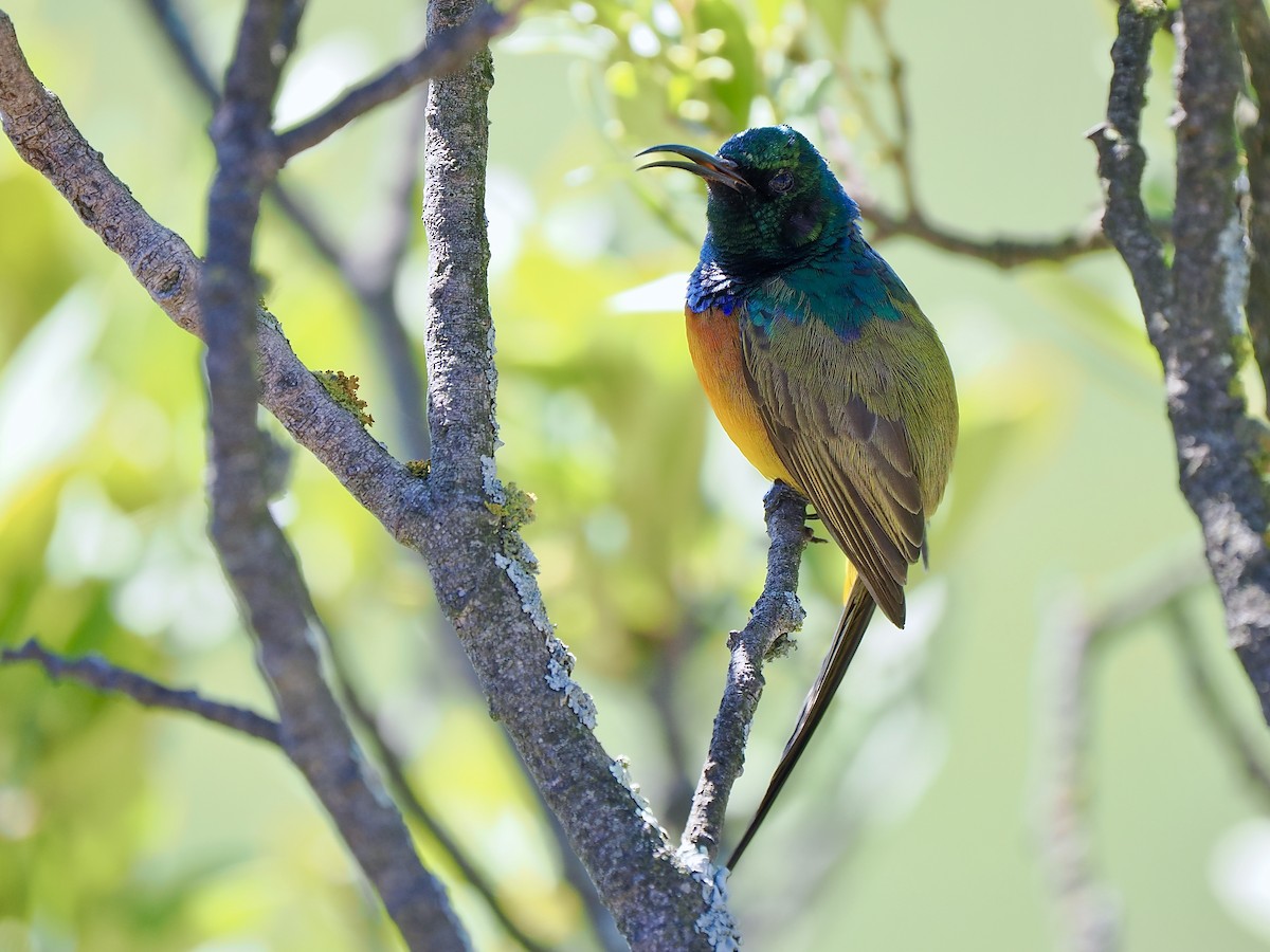 Orange-breasted Sunbird - ML616245058