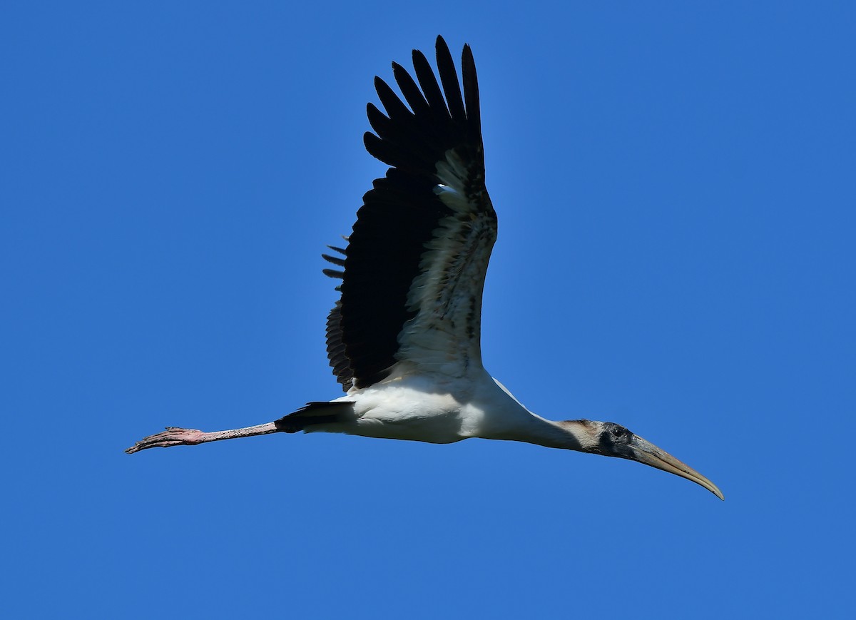 Wood Stork - ML616245113