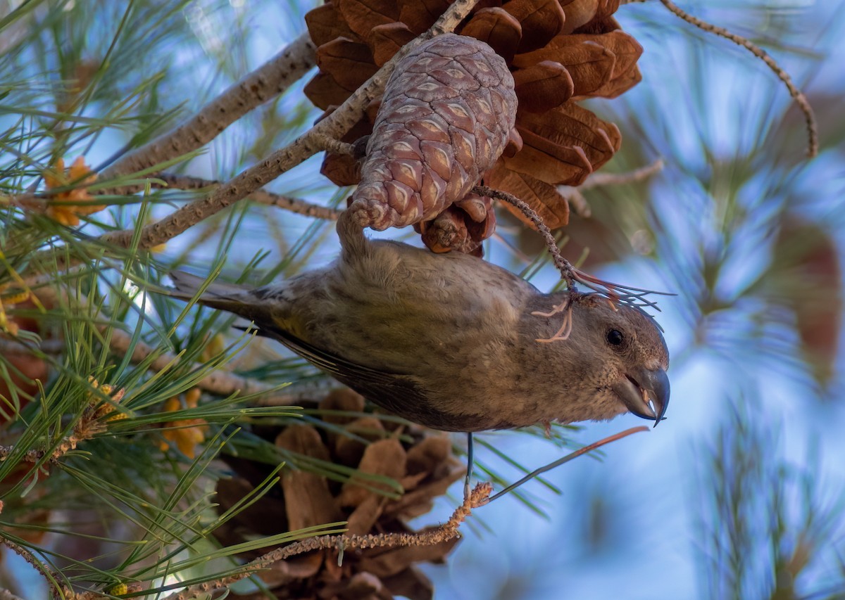 Red Crossbill (North African) - ML616245138