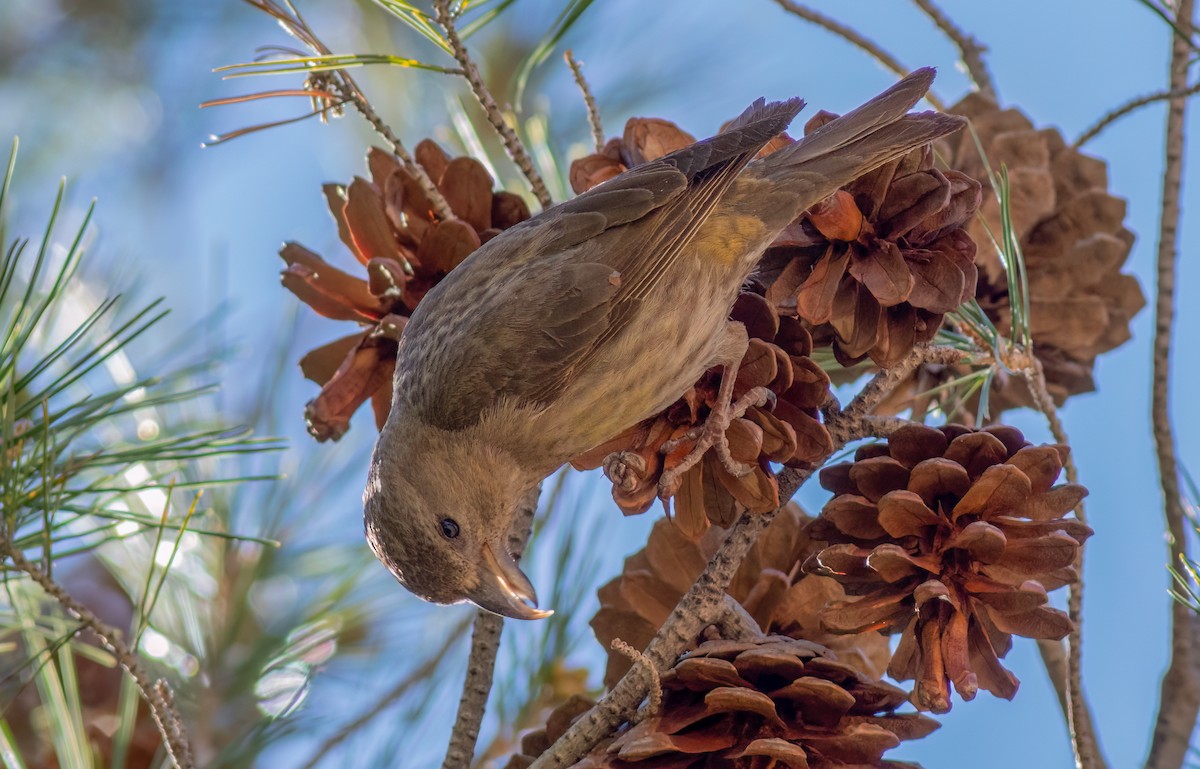 Red Crossbill (North African) - ML616245139
