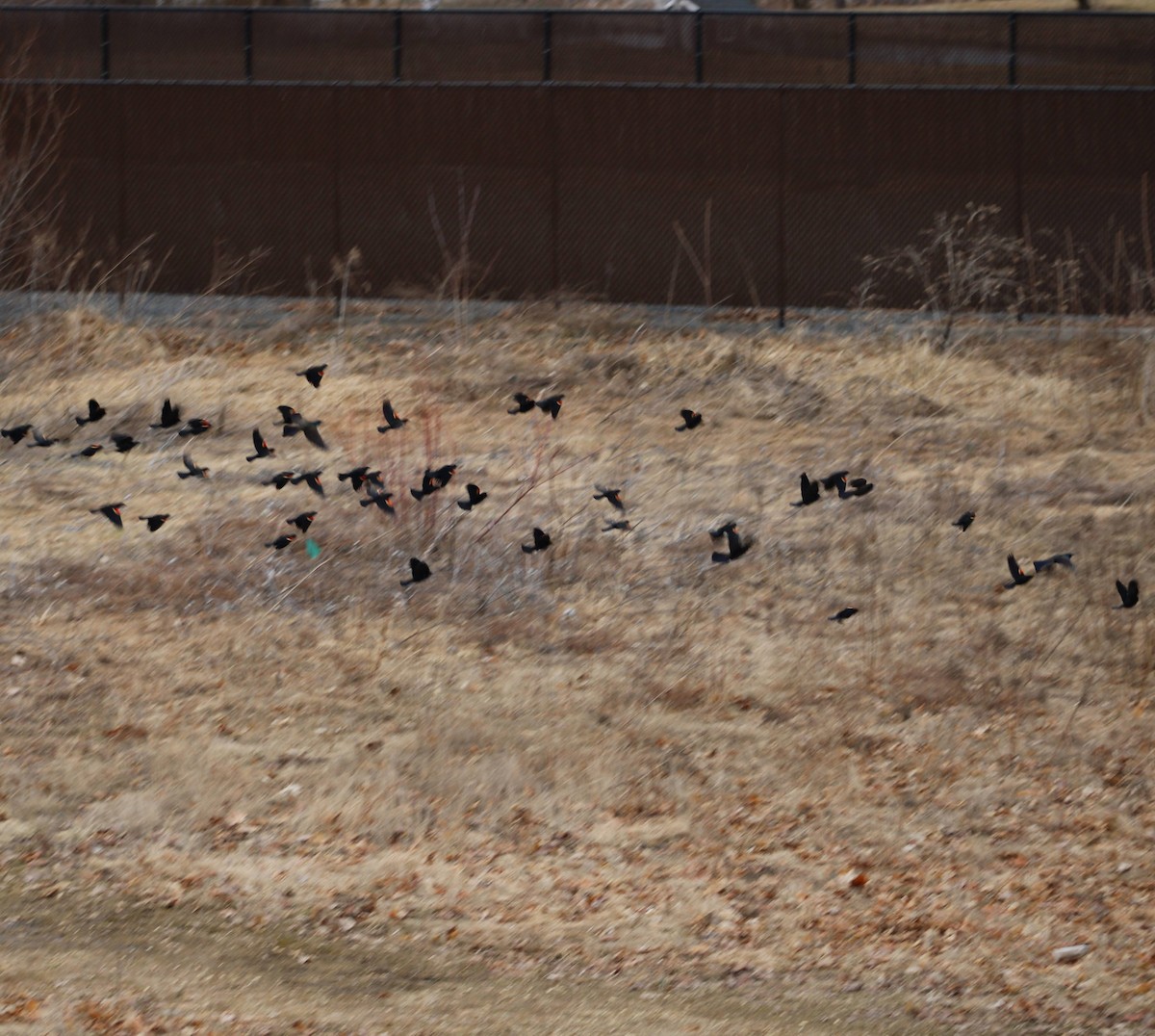 Red-winged Blackbird - ML616245183