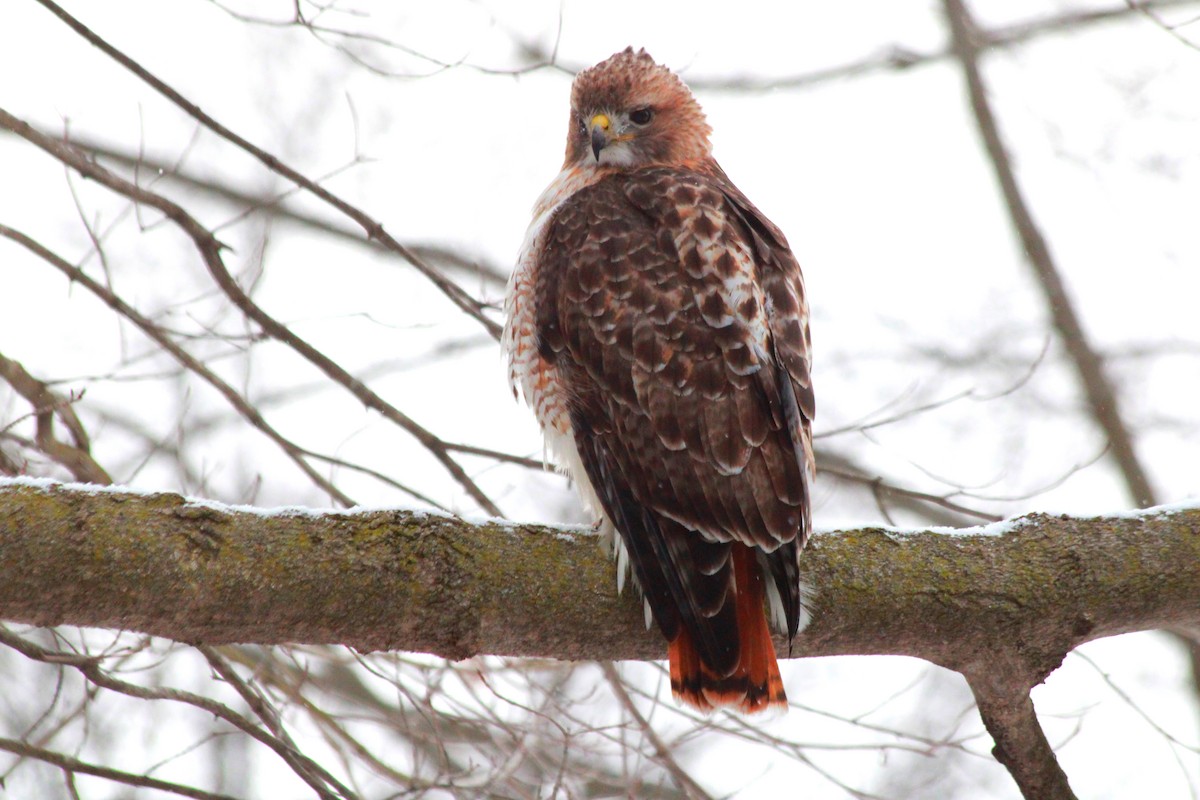 Red-tailed Hawk - ML616245186