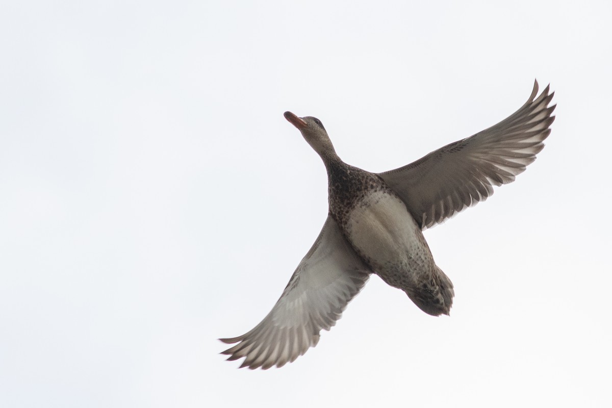 Gadwall - ML616245194