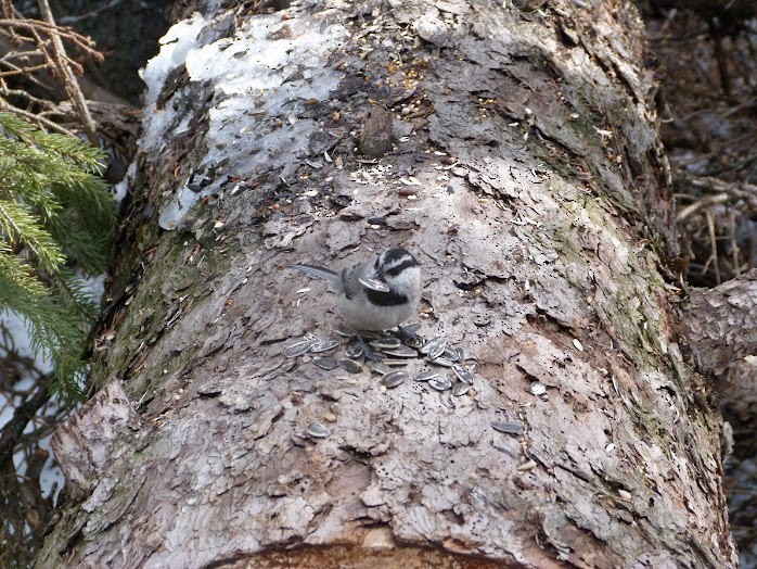 Mountain Chickadee - ML616245197