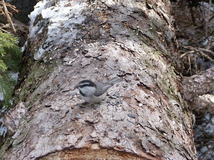 Mountain Chickadee - ML616245201