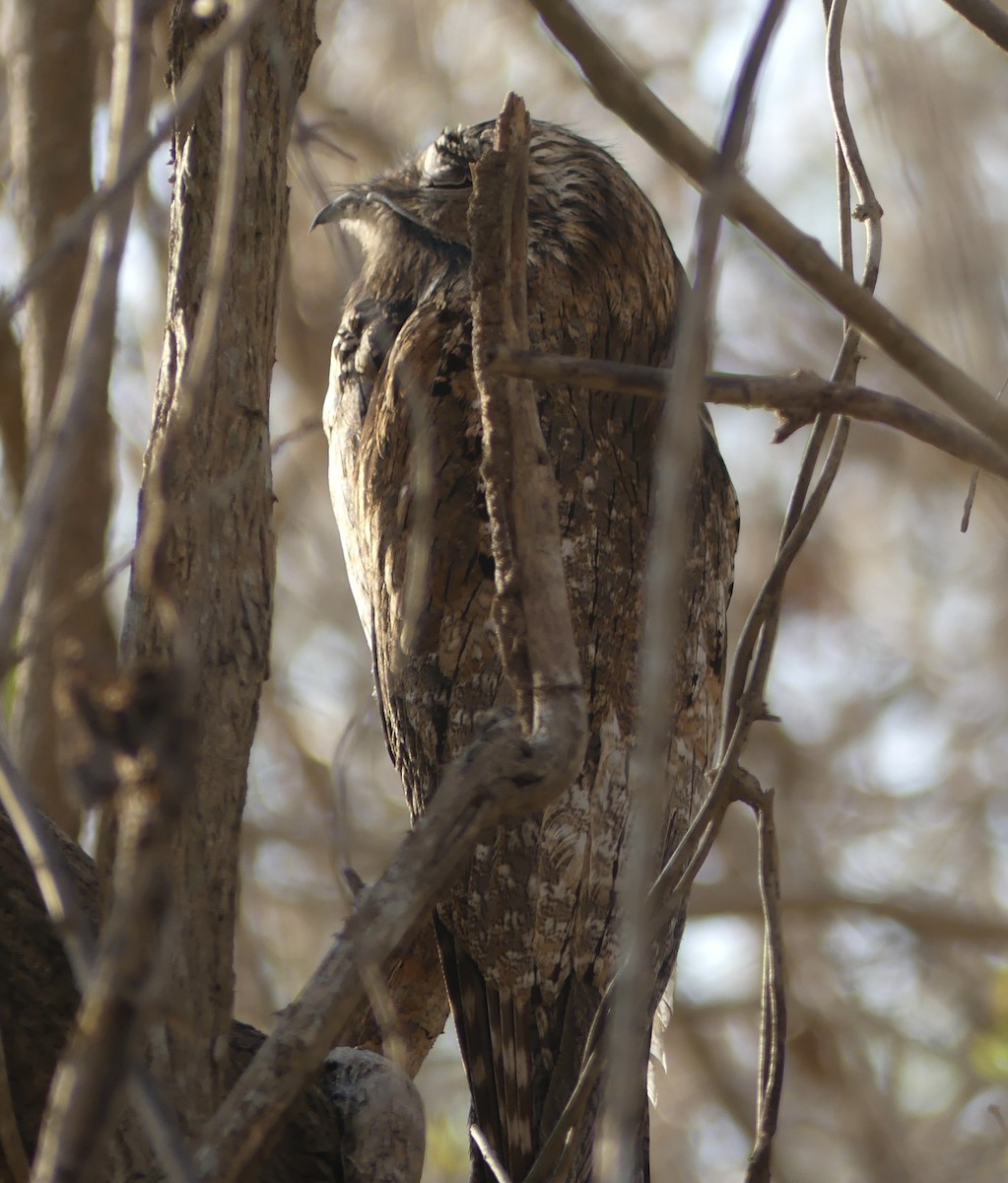 Northern Potoo - ML616245211