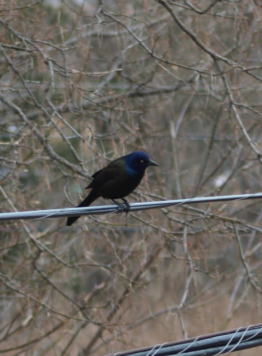 Common Grackle - ML616245220