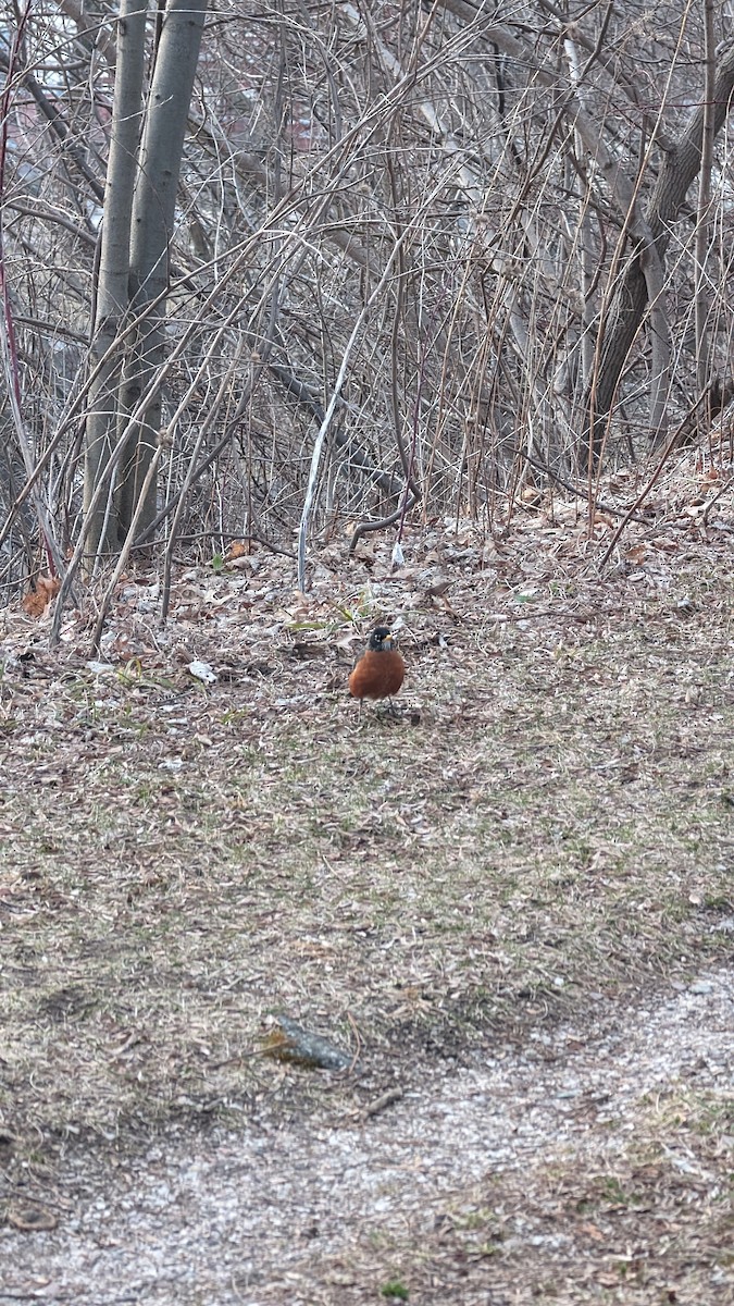 American Robin - Nathaniel Sharp