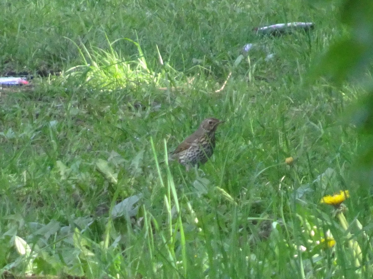 Song Thrush - ML616245362