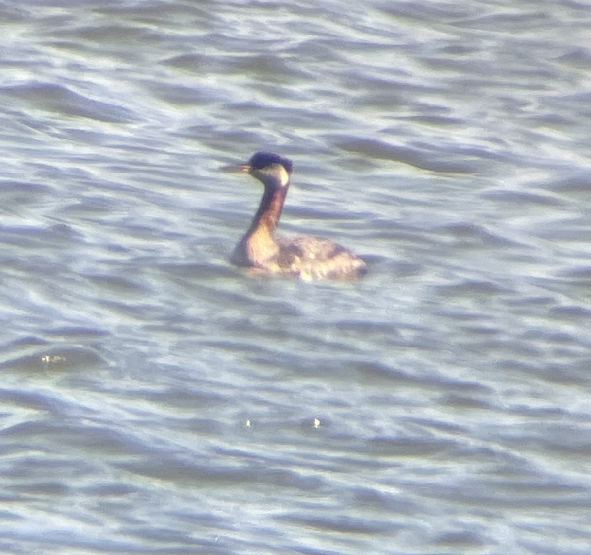 Red-necked Grebe - ML616245367