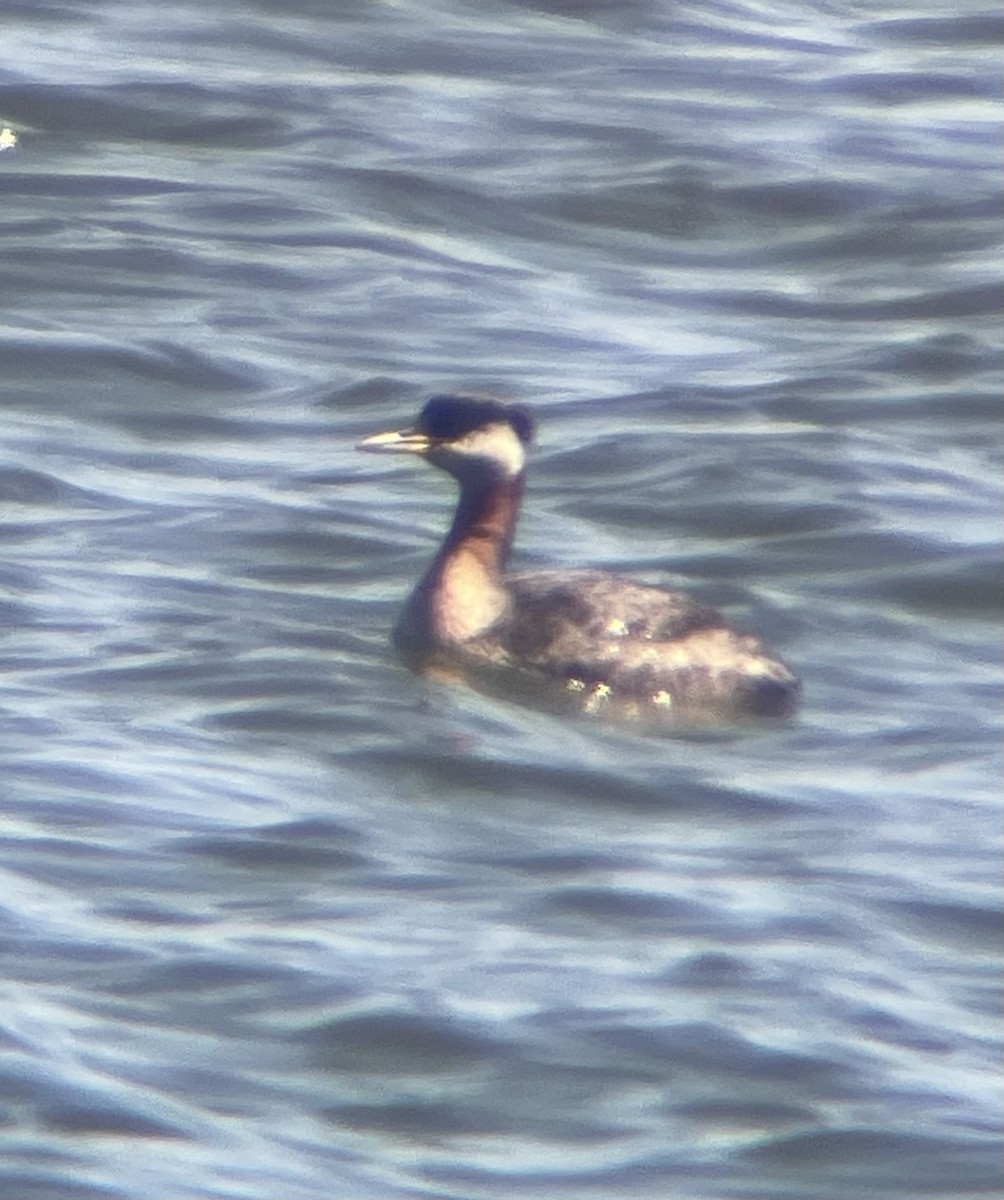 Red-necked Grebe - ML616245368