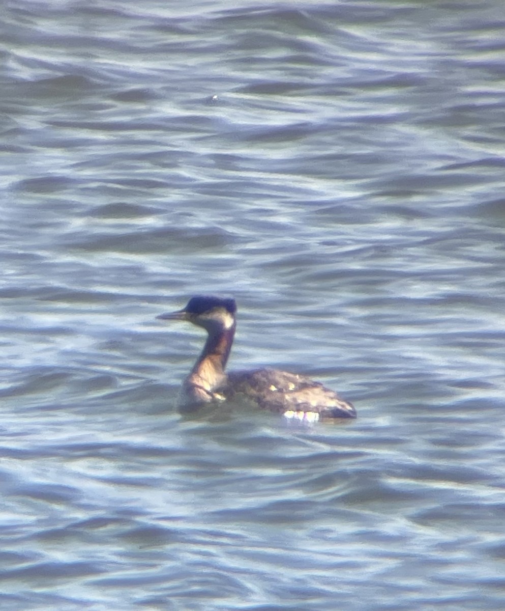 Red-necked Grebe - ML616245371