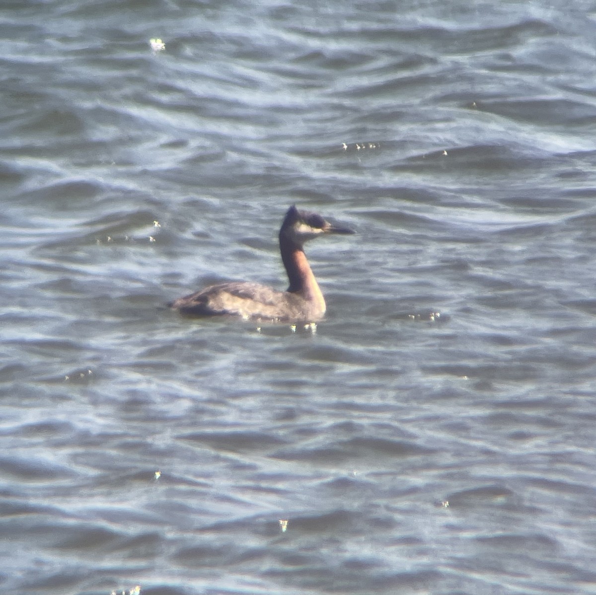 Red-necked Grebe - ML616245372