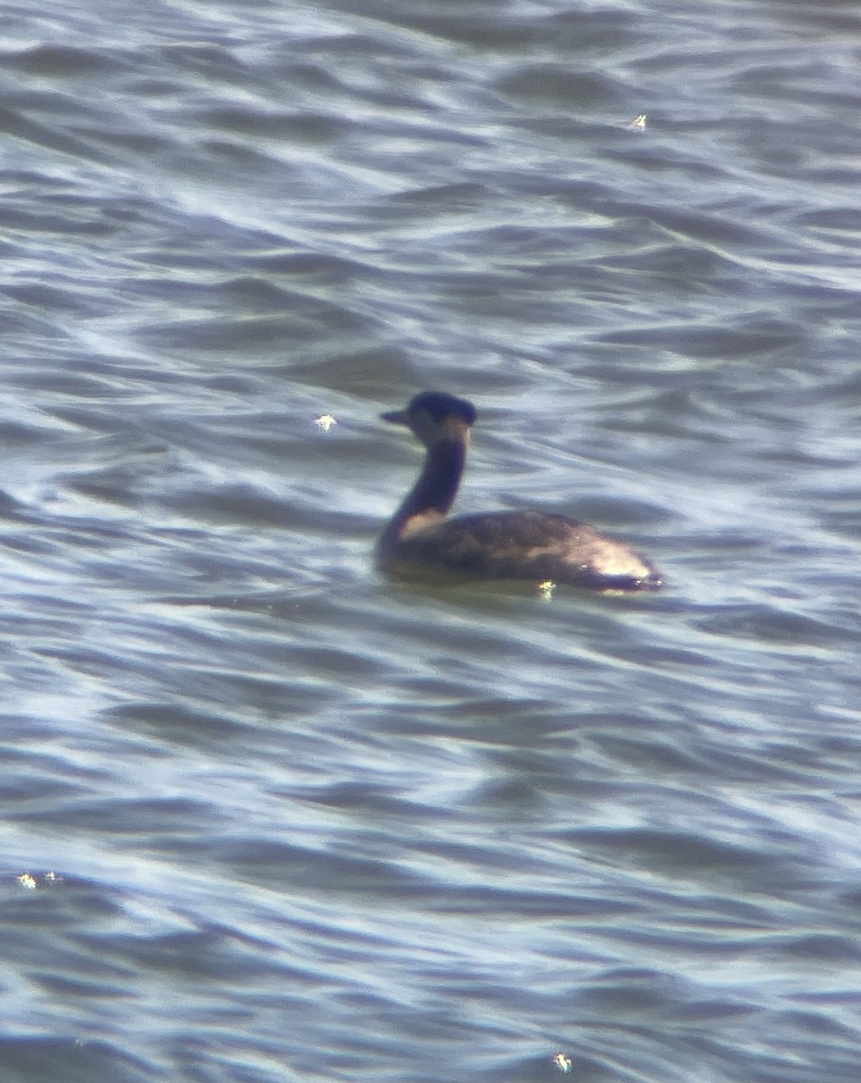Red-necked Grebe - ML616245374