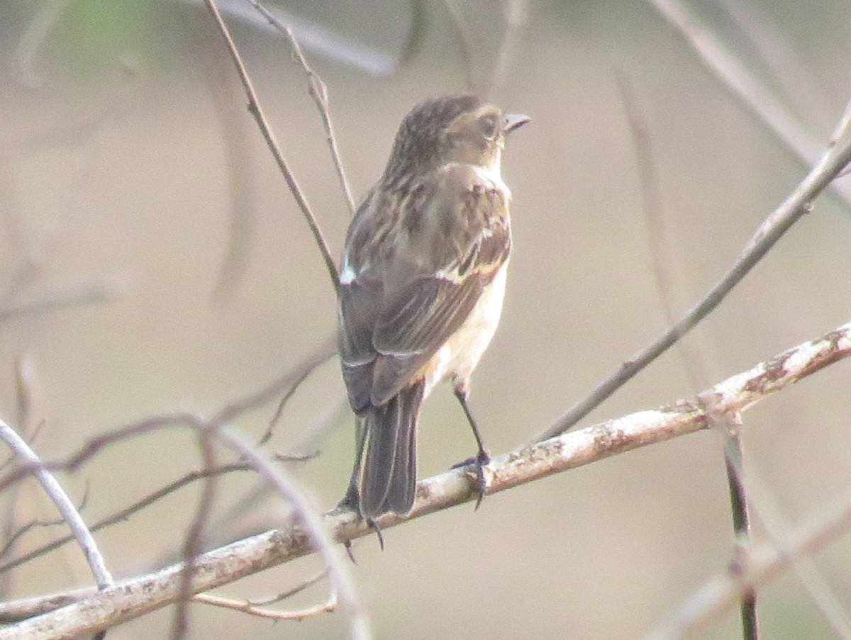 Amur Stonechat - Bob Hargis