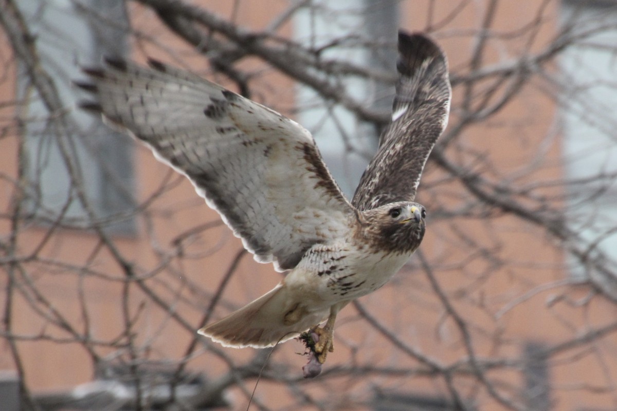 Red-tailed Hawk - ML616245410