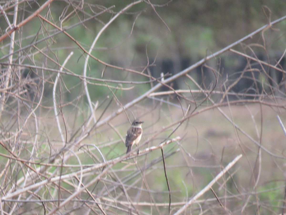 Amur Stonechat - Bob Hargis