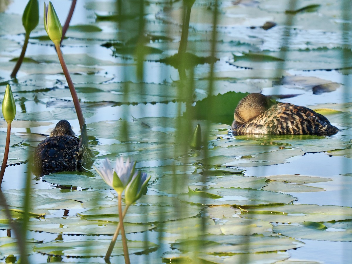 White-backed Duck - ML616245444