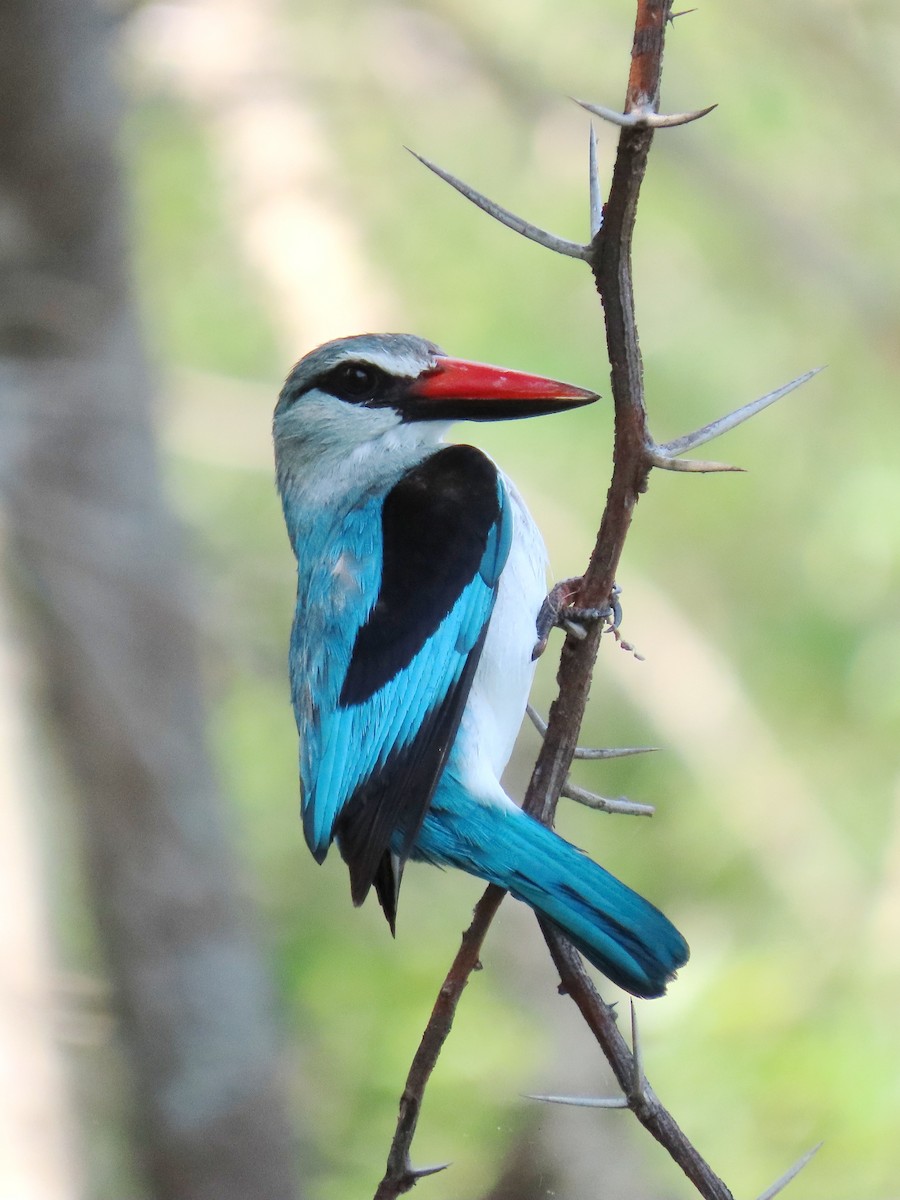 Woodland Kingfisher - ML616245450