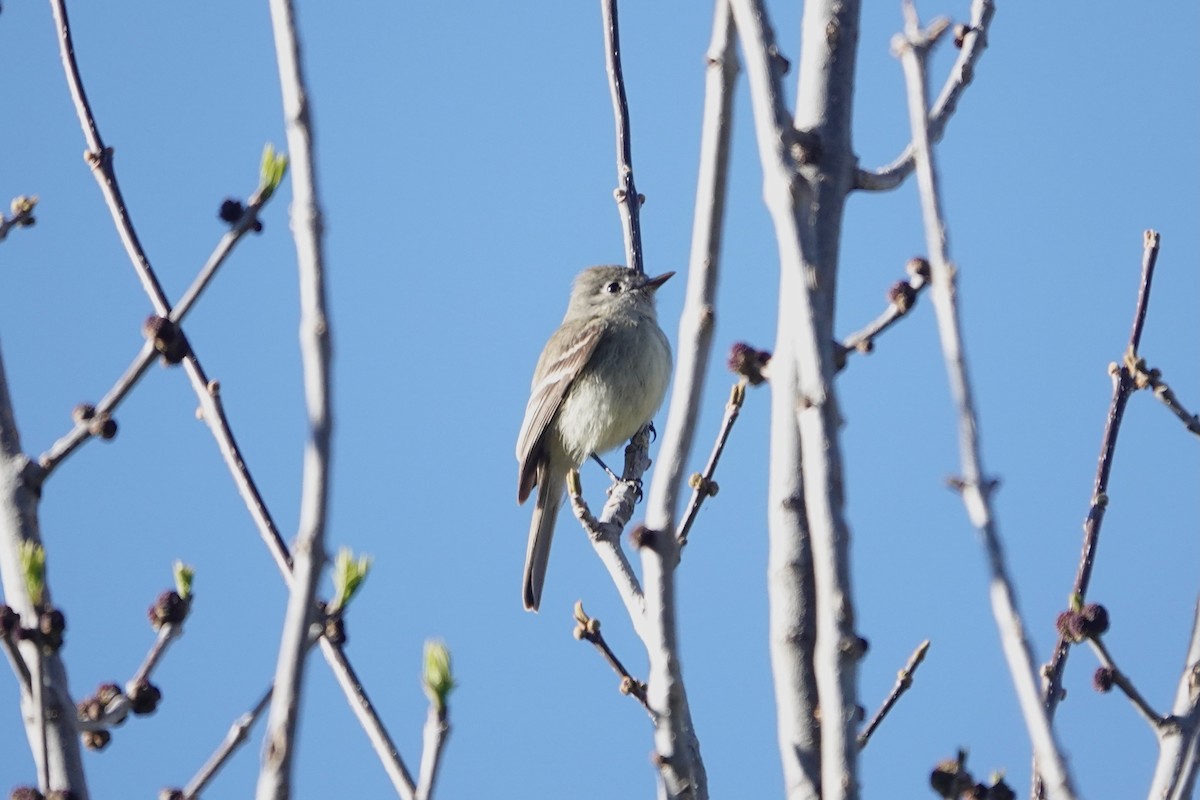 Dusky Flycatcher - ML616245457