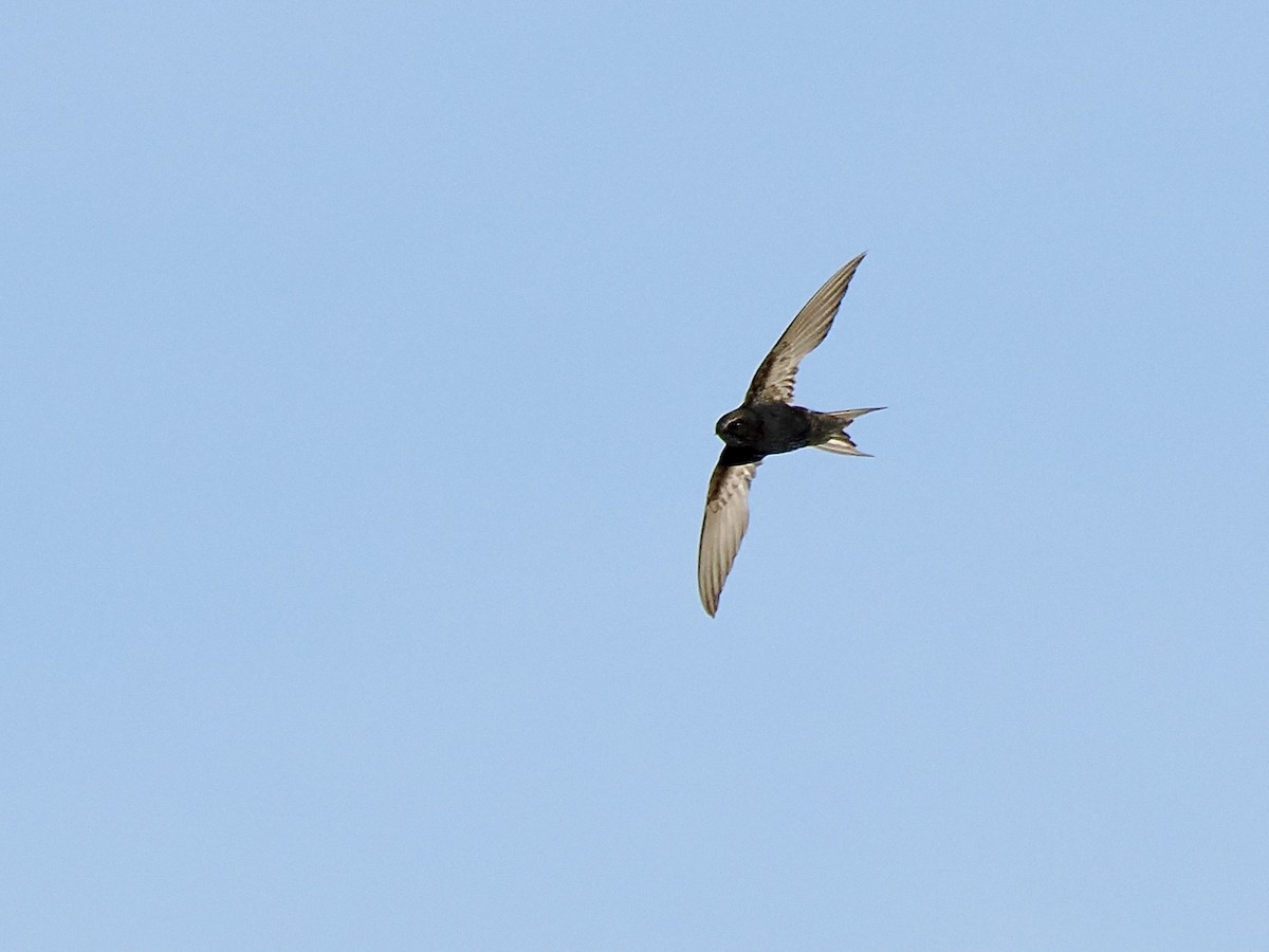 White-rumped Swift - ML616245462