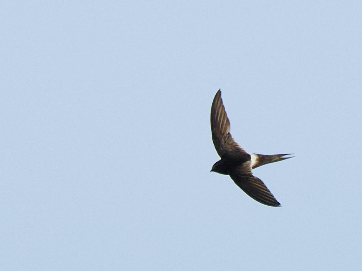 White-rumped Swift - ML616245466