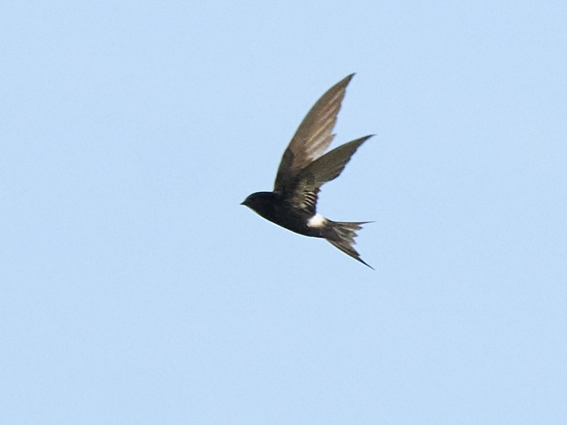 White-rumped Swift - ML616245468