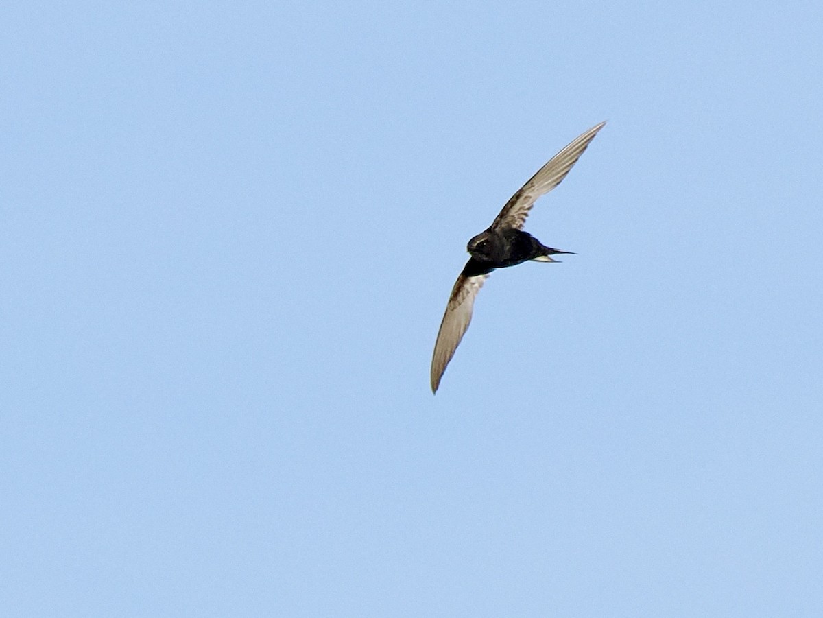 White-rumped Swift - Gabriel Willow