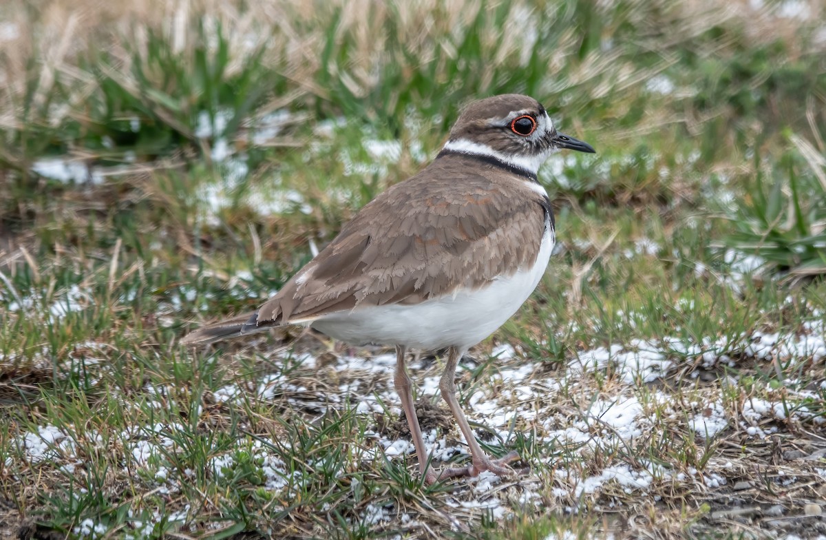 Killdeer - Gale VerHague