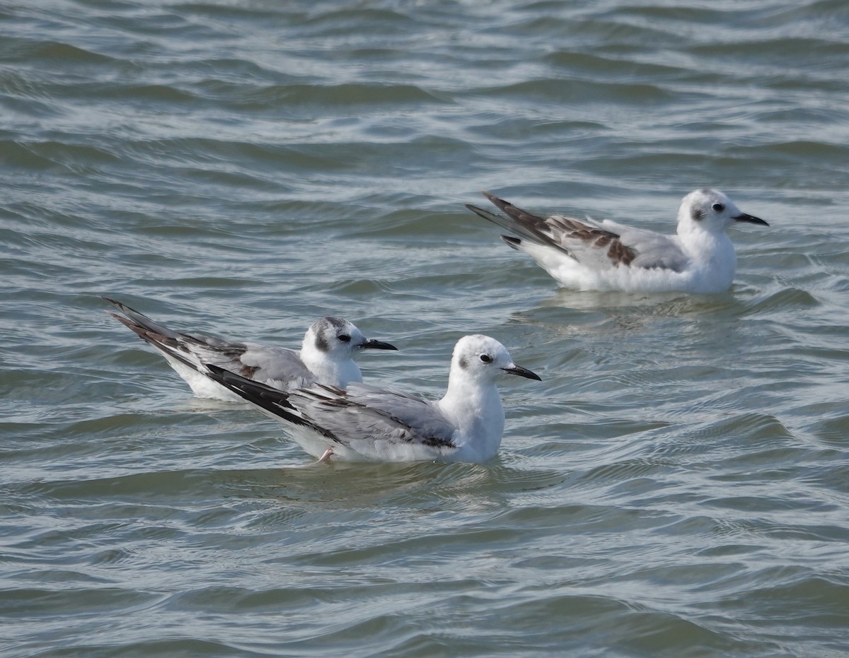 Bonaparte's Gull - ML616245535