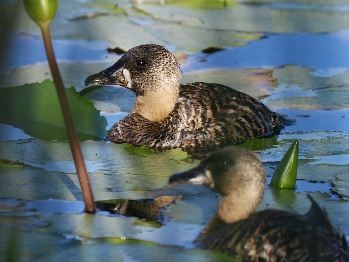 White-backed Duck - ML616245568