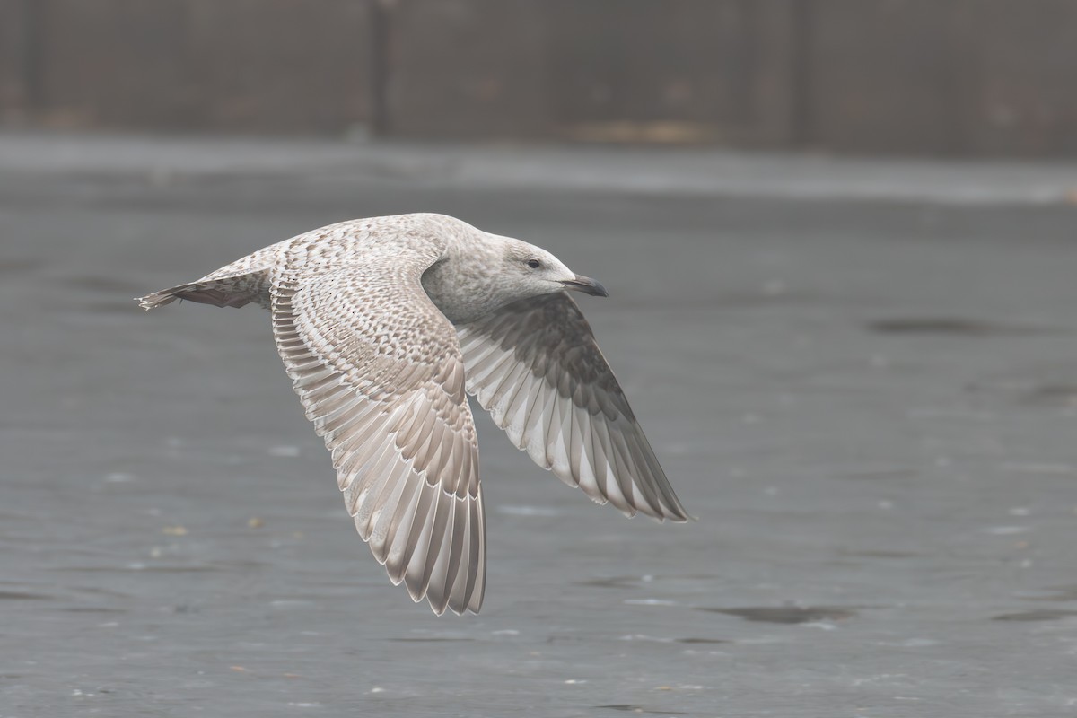 Iceland Gull (Thayer's) - Paul Jones