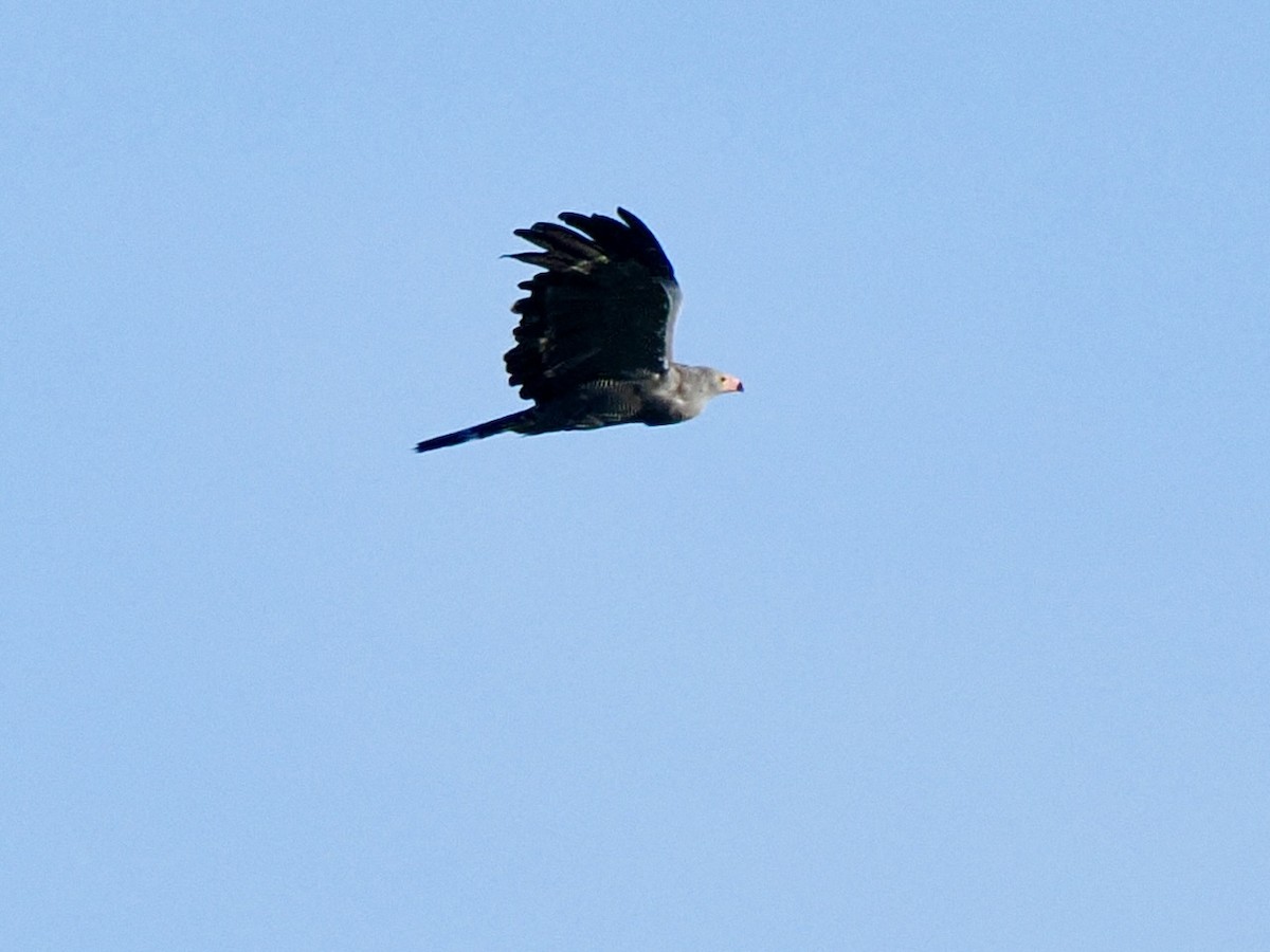 African Harrier-Hawk - ML616245593